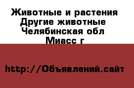 Животные и растения Другие животные. Челябинская обл.,Миасс г.